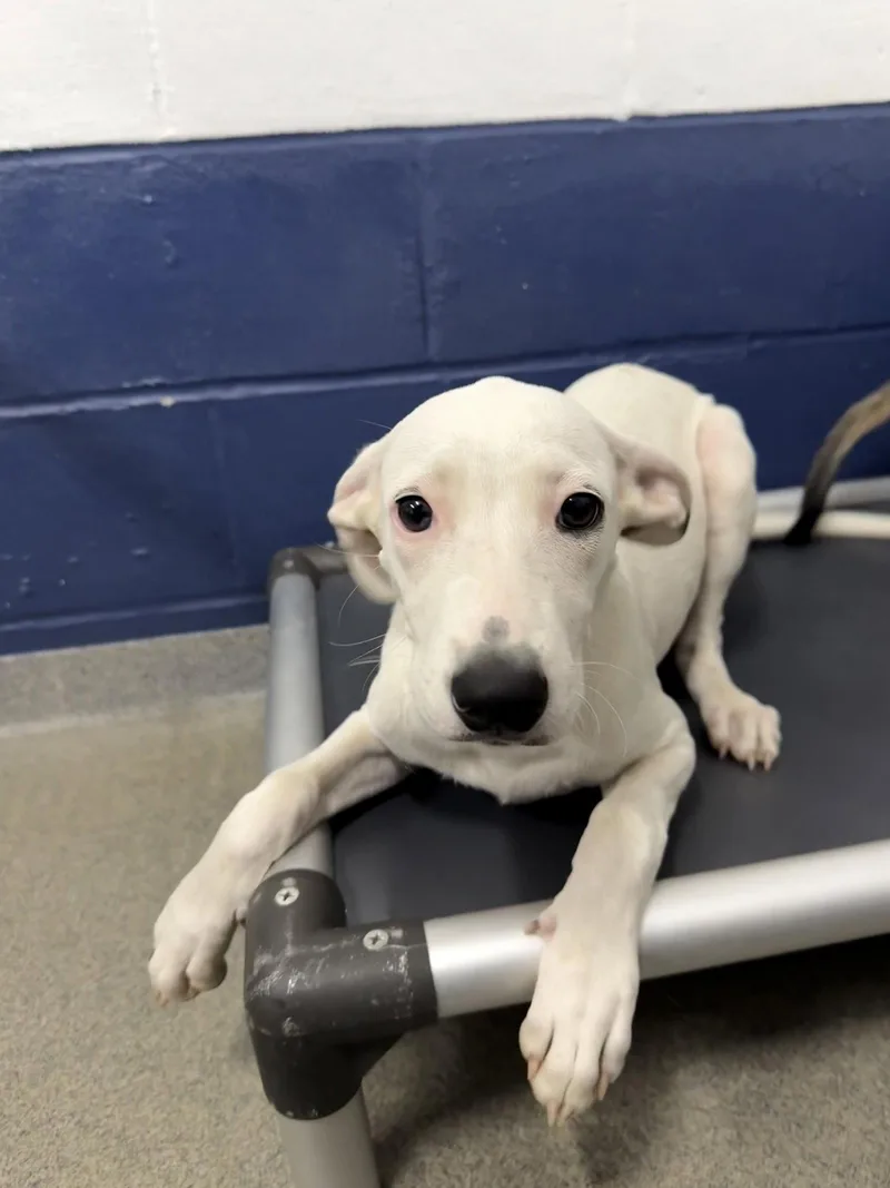 A young medium-sized female Terrier dog named Ghost mo AVA for adoption in Sterling, MA