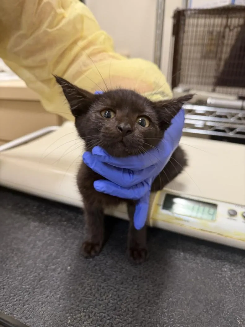 A baby small-sized female Domestic Short Hair cat named Beldam for adoption in Hagerstown, MD