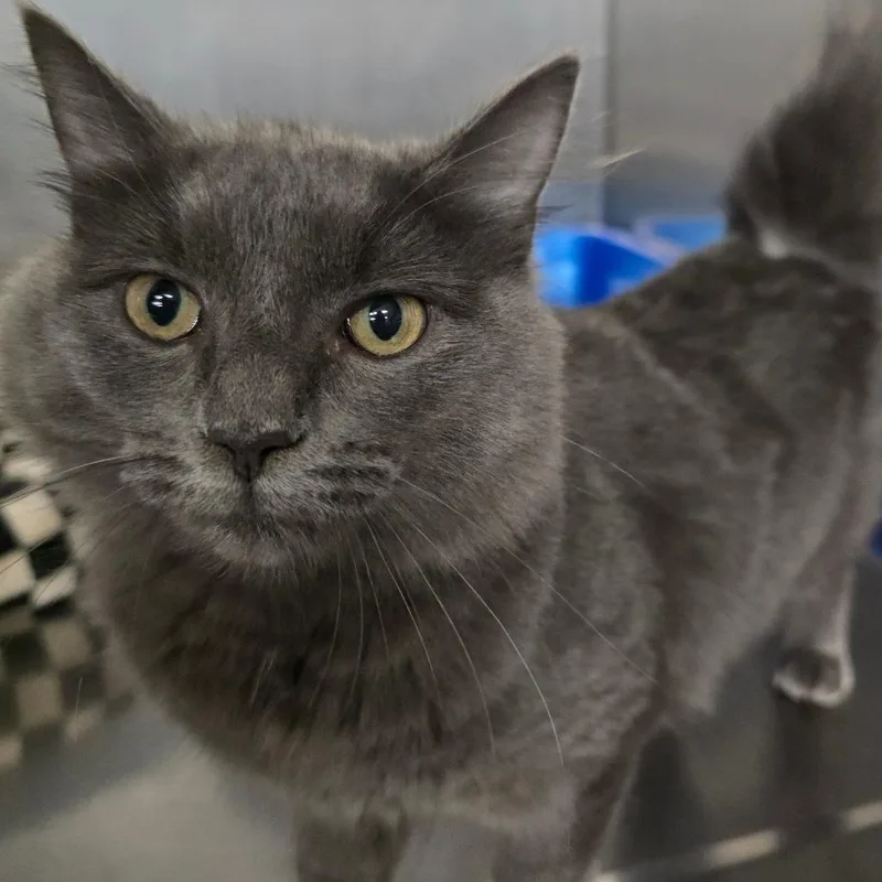 A young medium-sized female Gray / Blue / Silver Domestic Medium Hair cat named Chamomile for adoption in Spokane, WA