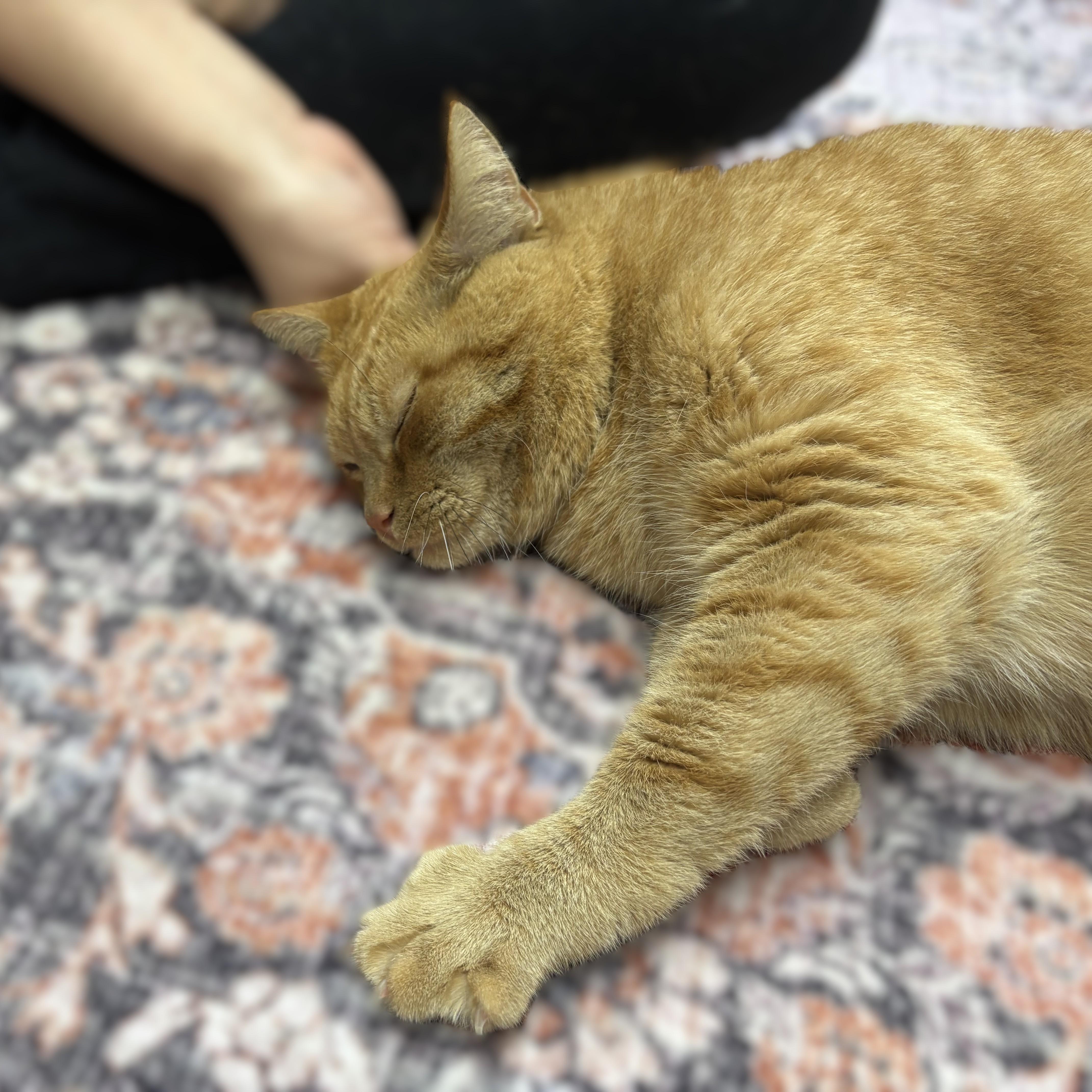 An adult medium-sized female Domestic Short Hair cat named Faline for adoption in Columbia, MD