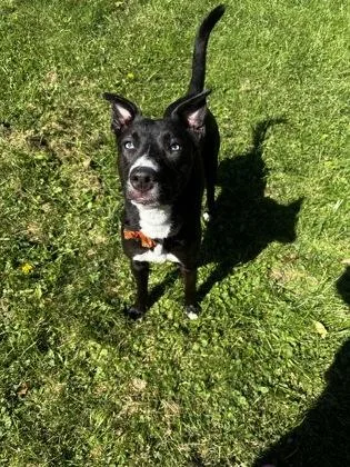 A young medium-sized female Terrier dog named Juniper for adoption in Cumberland, MD