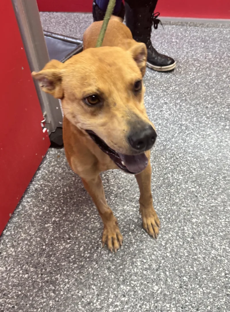A young medium-sized male Golden Pit Bull Terrier dog named Scooby for adoption in White Cloud, MI