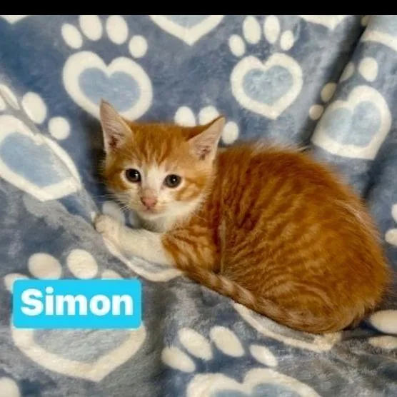 A baby small-sized male Orange / Red Domestic Short Hair cat named Simon for adoption in South Elgin, IL