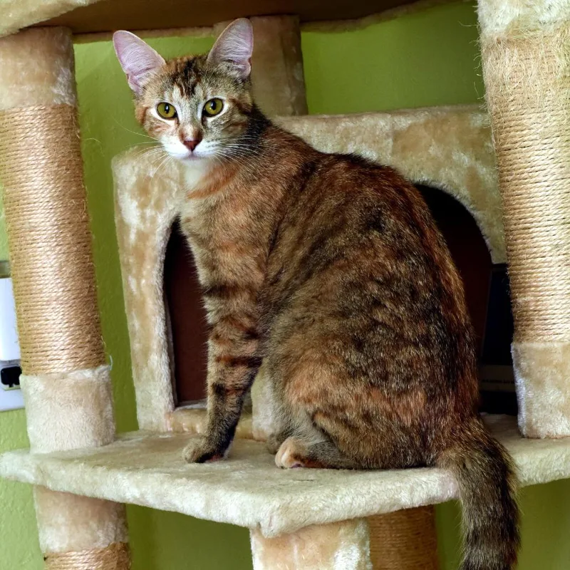 An adult medium-sized female Torbie Domestic Short Hair cat named Nadia Boulanger for adoption in Portland, OR