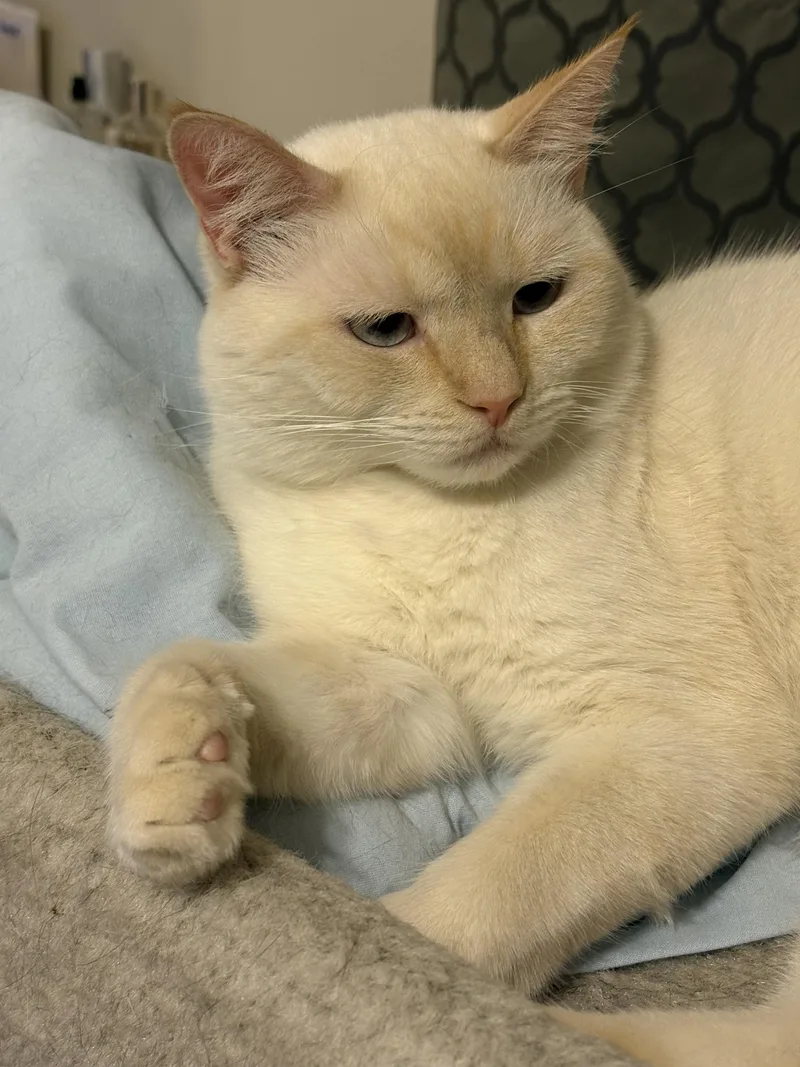 Bellagio thumbnail 2