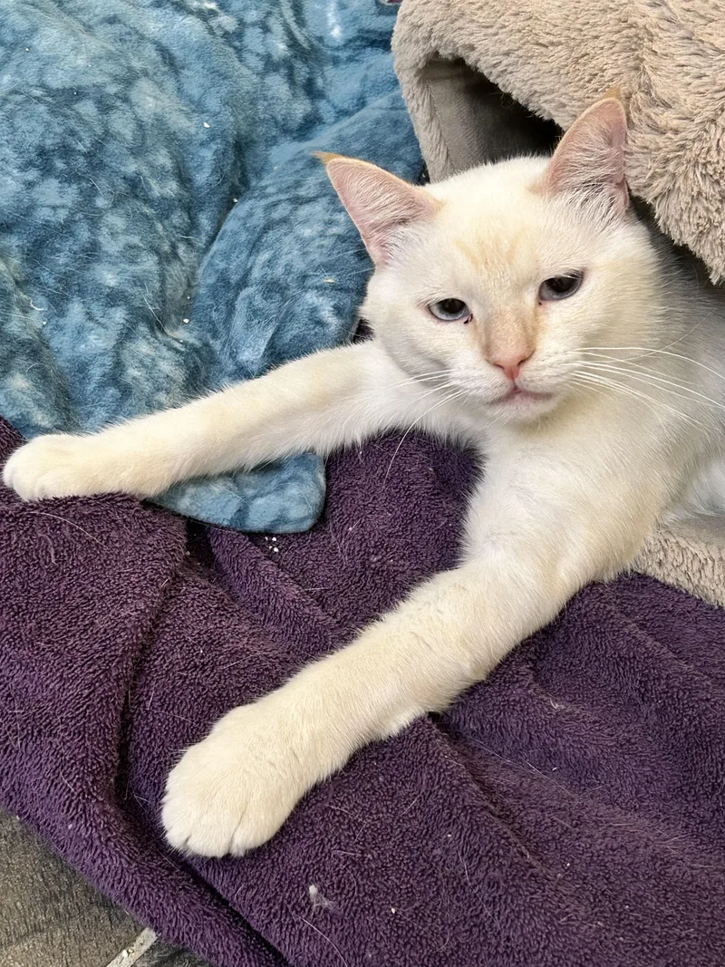 Bellagio thumbnail 3