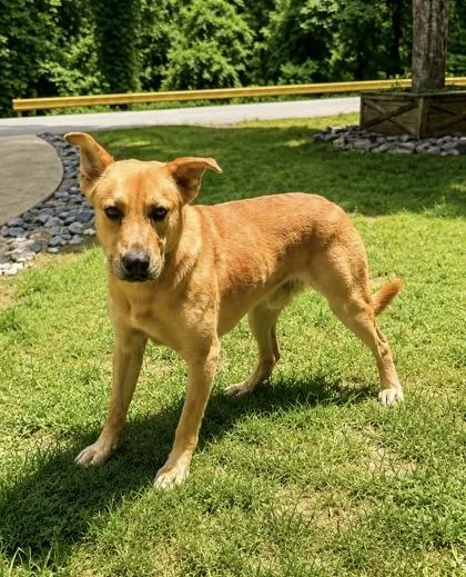 An adult large-sized male Golden Retriever dog named Scooby for adoption in Dahlonega, GA