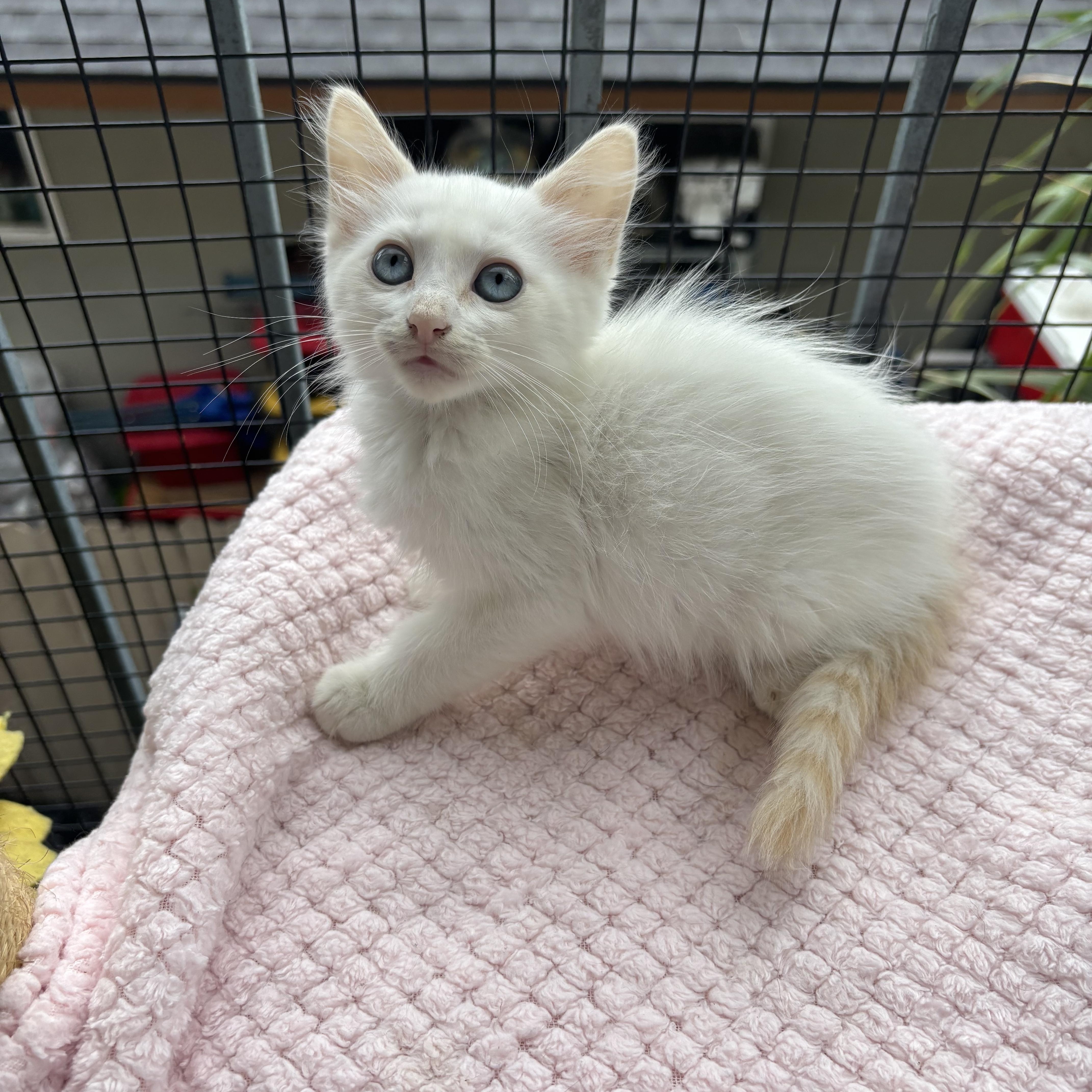 A baby small-sized female Siamese cat named Lechera for adoption in Costa Mesa, CA