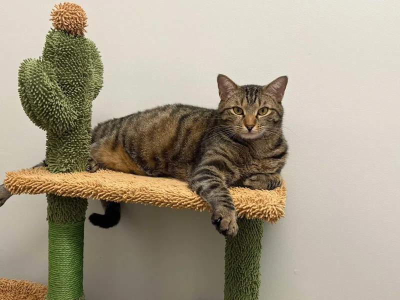 A baby medium-sized male Tabby cat named Chip for adoption in Locust Grove, GA