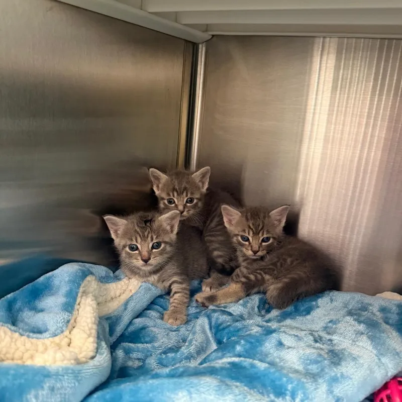 A baby small-sized male Gray / Blue / Silver Domestic Short Hair cat named Topaz for adoption in Madisonville, TN
