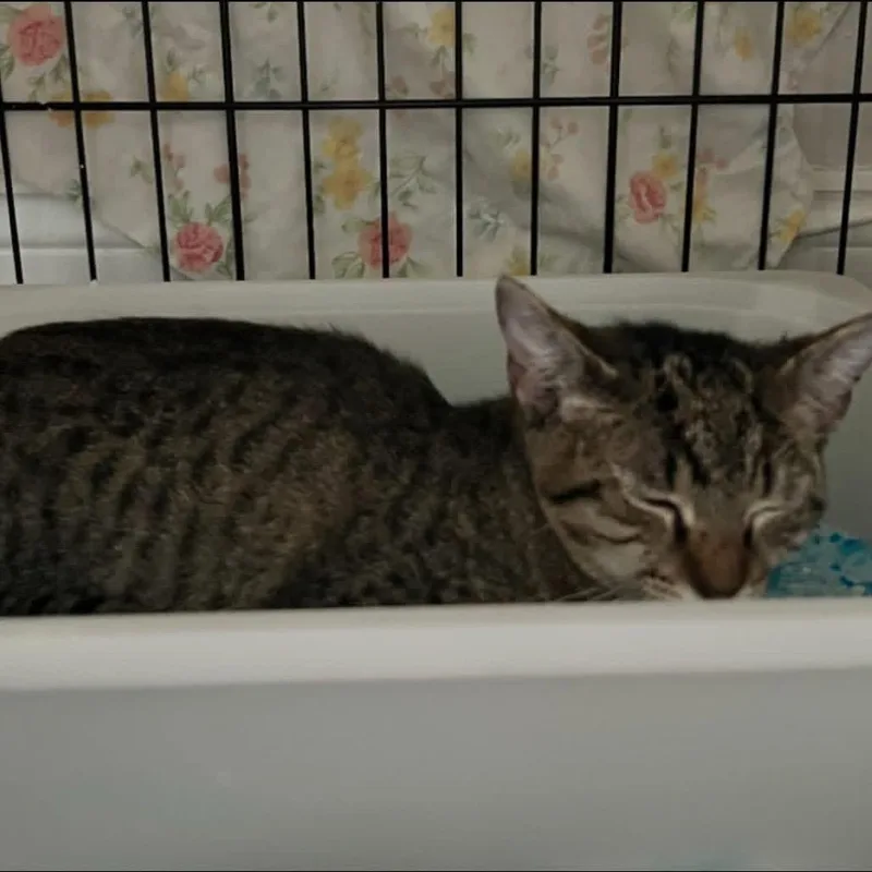 A young small-sized female Brown / Chocolate Domestic Short Hair cat named Regal for adoption in Long Island City, NY