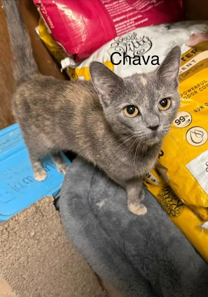 A young small-sized female Domestic Short Hair cat named Chava for adoption in Plattsburgh, NY