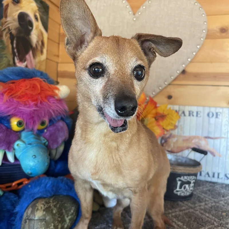 A senior small-sized female Red / Chestnut / Orange Chihuahua dog named Ruthie for adoption in Vacaville, CA