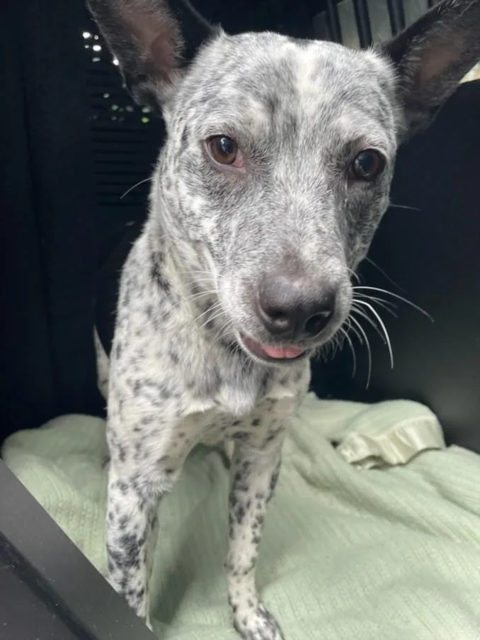 A young large-sized male Australian Cattle Dog / Blue Heeler dog named Levi for adoption in Clinton Township, MI