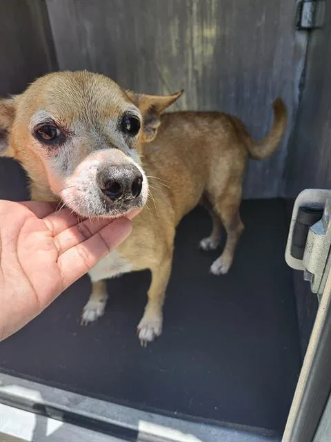 An adult small-sized male Chihuahua dog named Washington Dc for adoption in San Antonio, TX