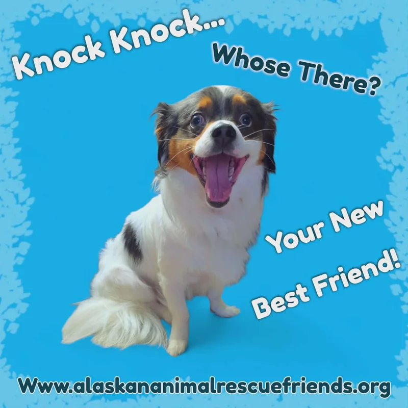 An adult small-sized male Chihuahua dog named Rubble for adoption in Anchorage, AK