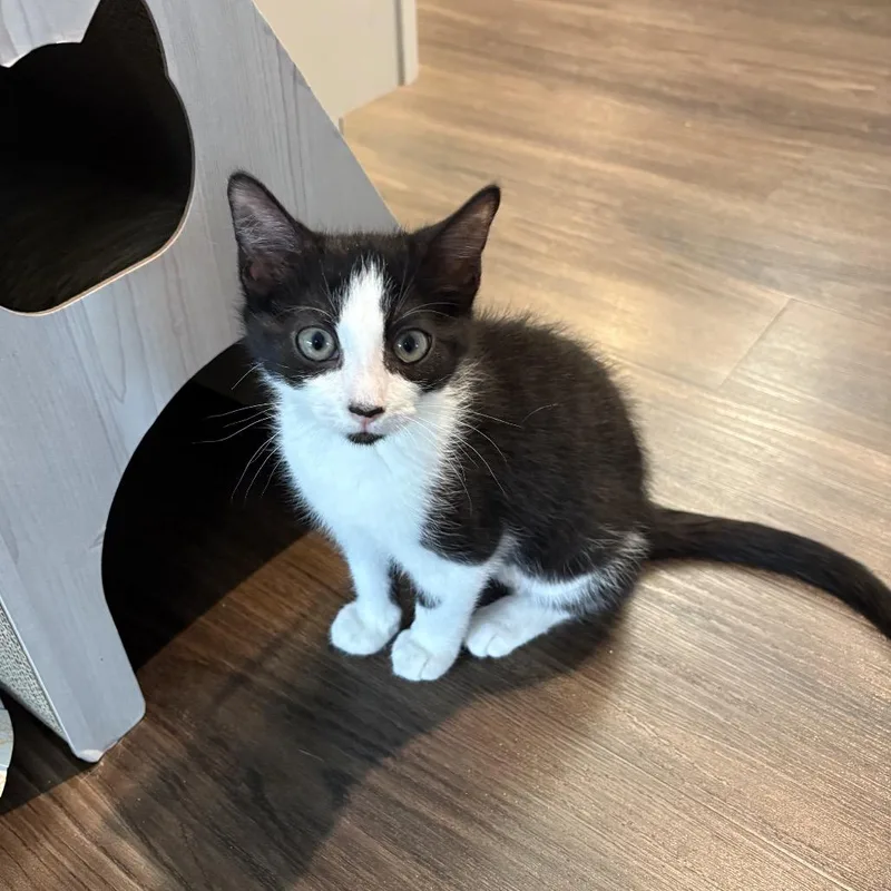A baby small-sized female Black Domestic Short Hair cat named Poppi for adoption in Ashland, VA