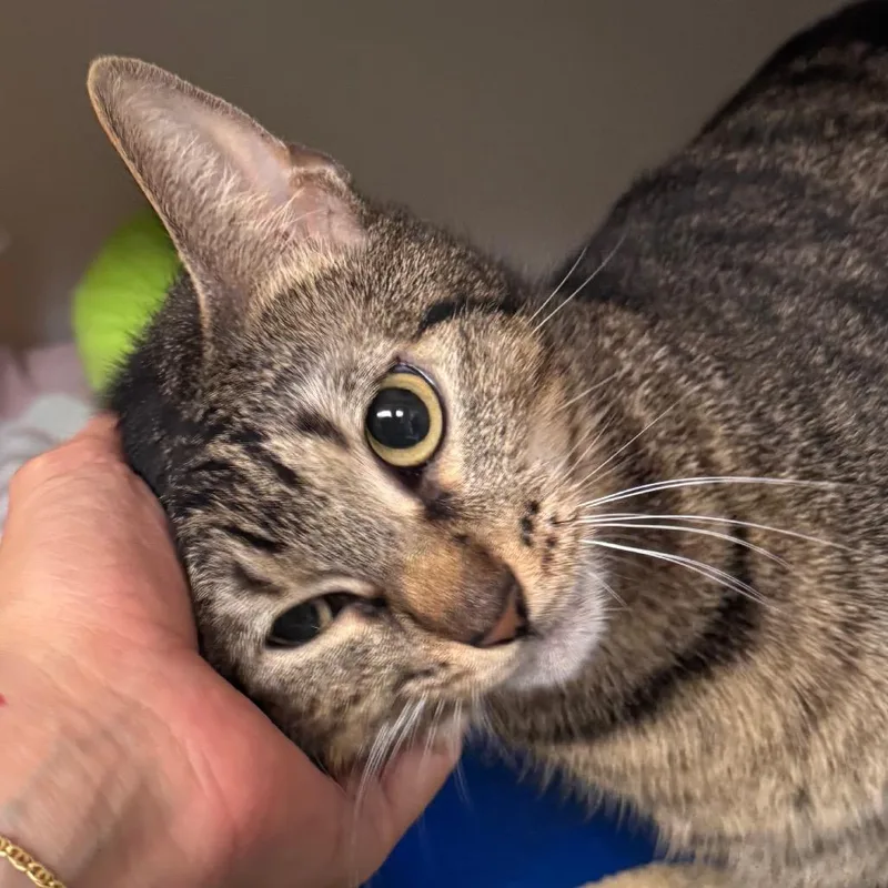 An adult medium-sized female Brown / Chocolate Domestic Short Hair cat named Breadstick for adoption in Salisbury, MA
