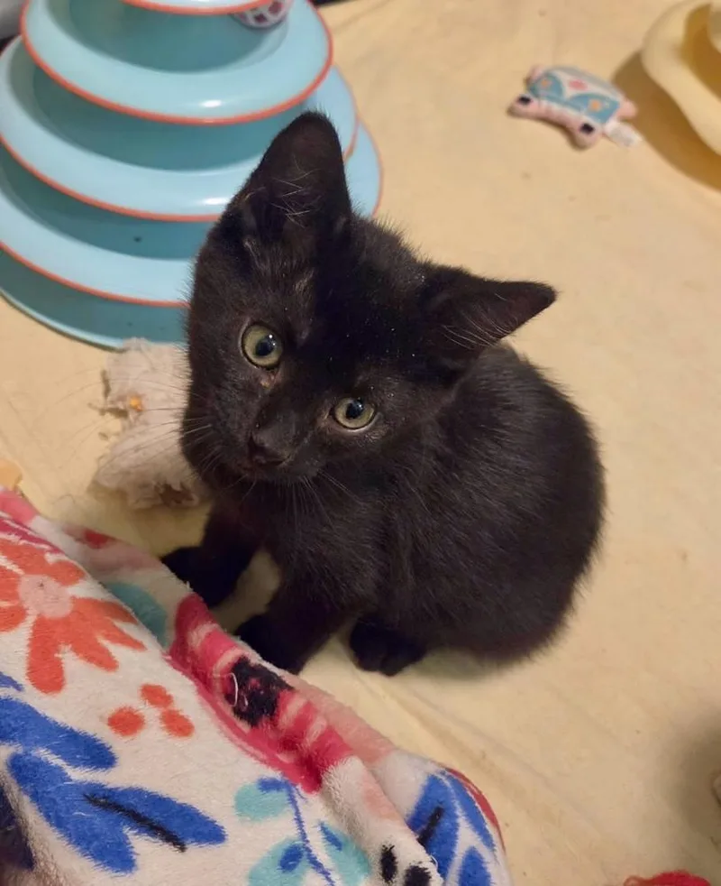 A baby small-sized male Black Domestic Short Hair cat named Fava Bean for adoption in Green Valley, AZ