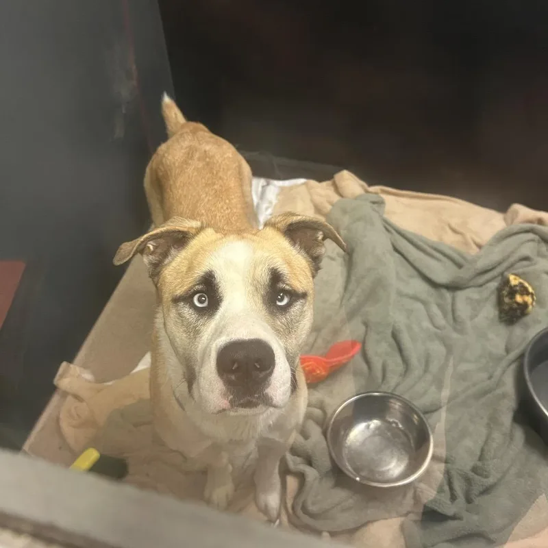 An adult medium-sized male Yellow / Tan / Blond / Fawn Mixed Breed dog named Austin for adoption in Palm Springs, CA