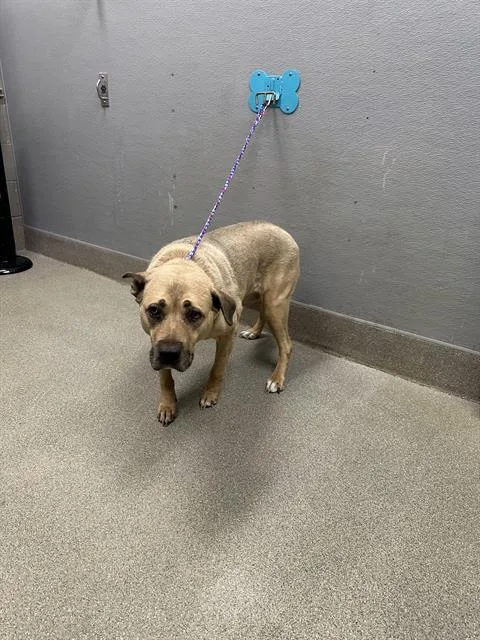 An adult large-sized female Pit Bull Terrier dog named Lucy Devito for adoption in Las Vegas, NV