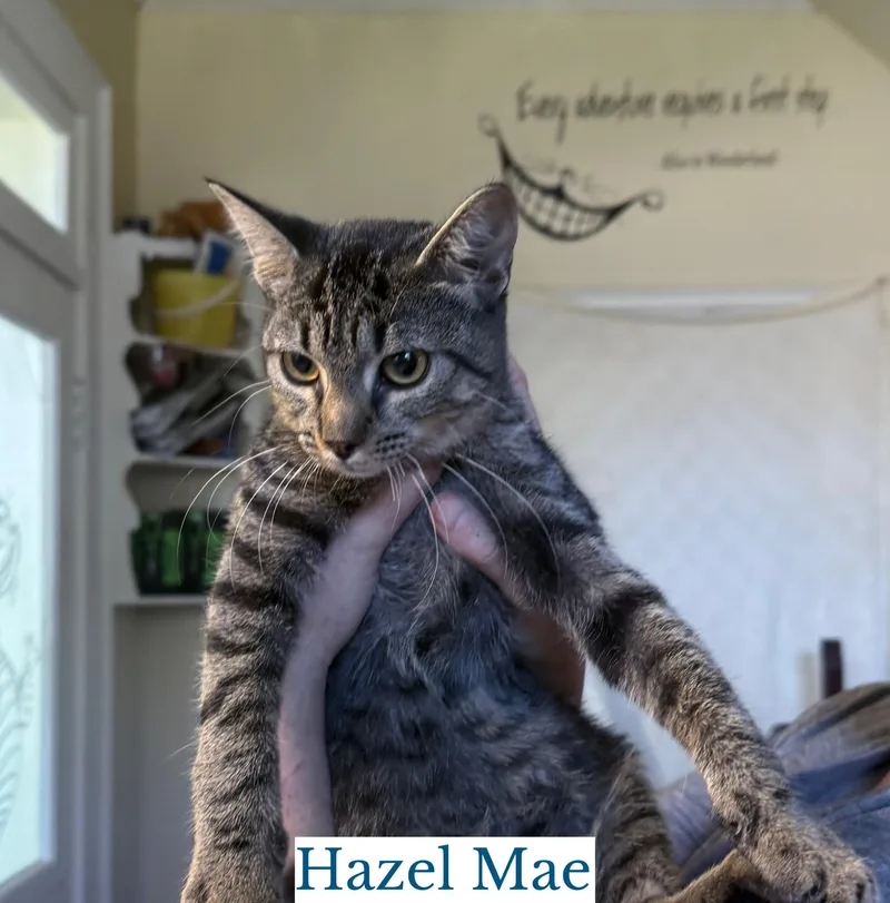 A young medium-sized female Tabby (Brown / Chocolate) Domestic Short Hair cat named Hazel Mae for adoption in Berkeley Springs, WV