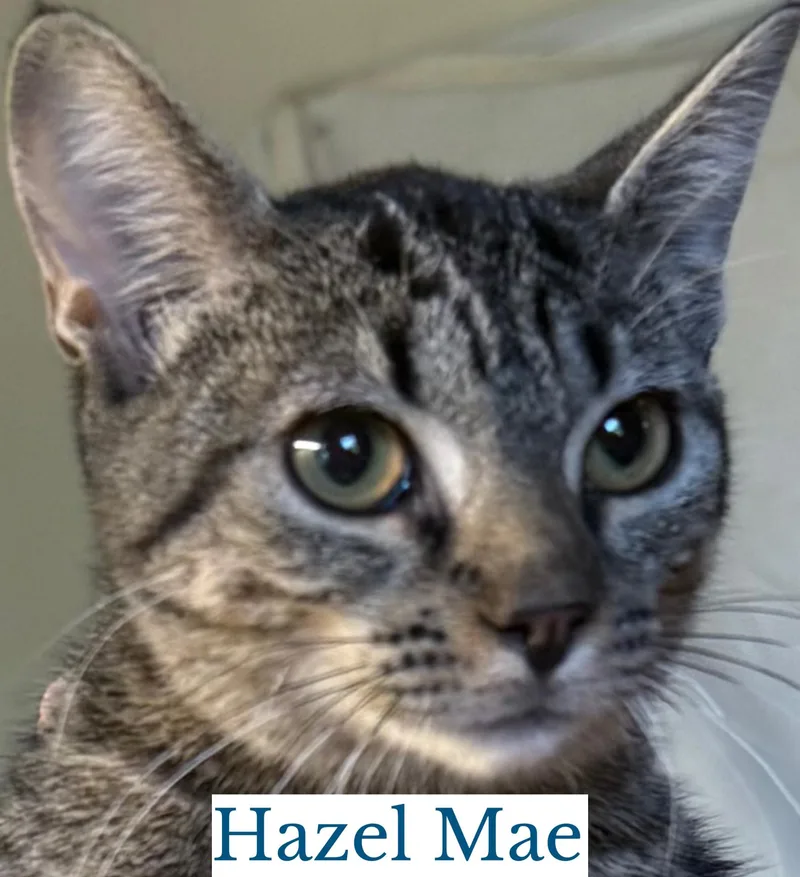 Hazel Mae thumbnail 3