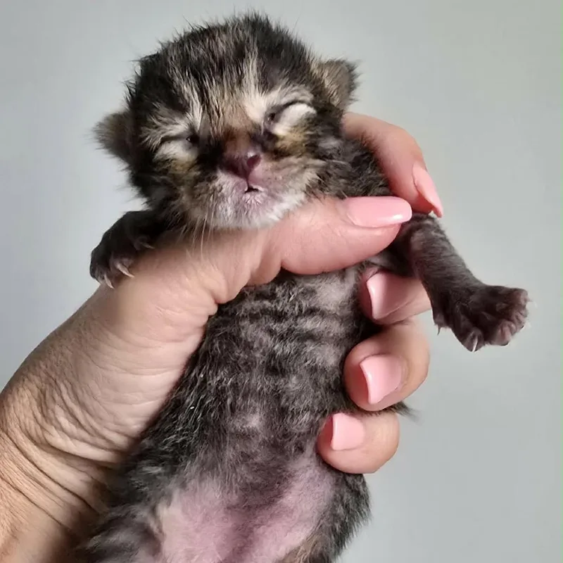 A baby small-sized male Gray / Blue / Silver Domestic Short Hair cat named Chip for adoption in Spring Hill, KS