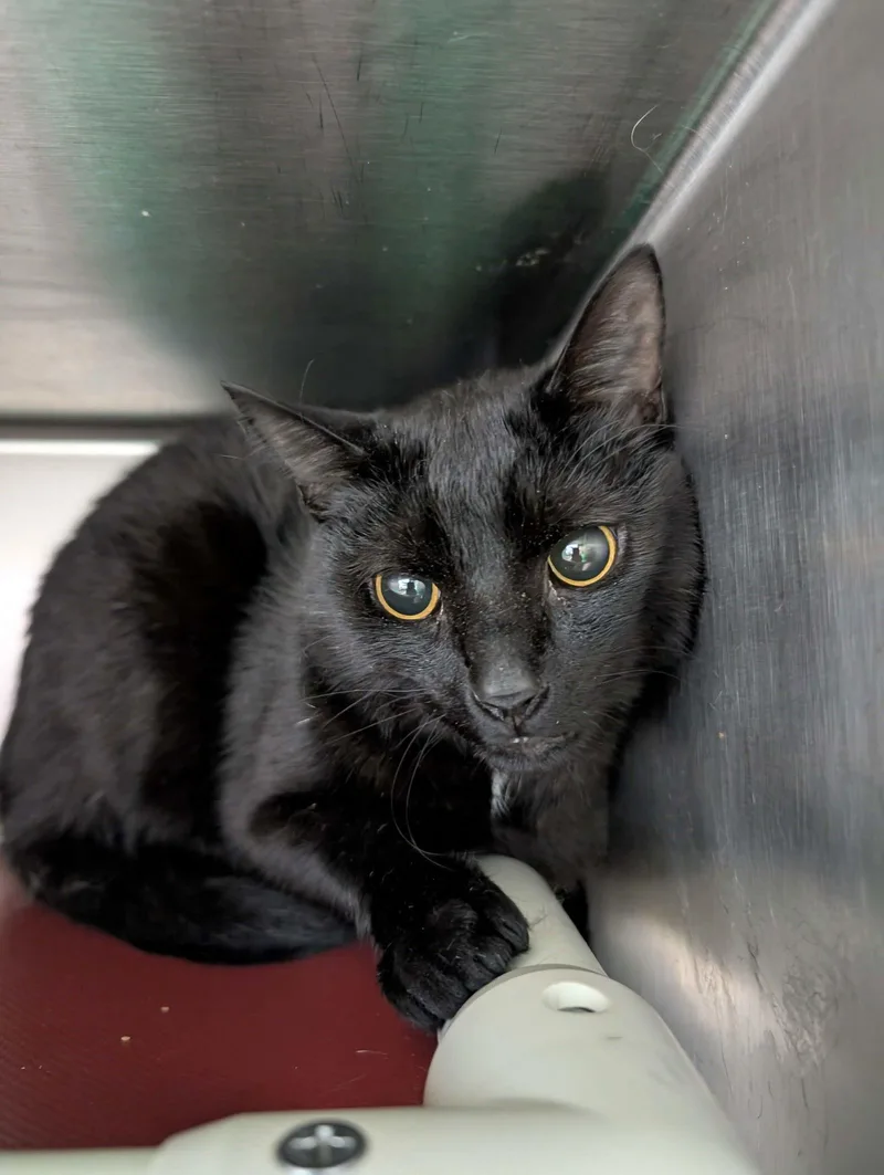 An adult medium-sized male Black Domestic Short Hair cat named Arnold: Visit At Petsmart for adoption in Rustburg, VA