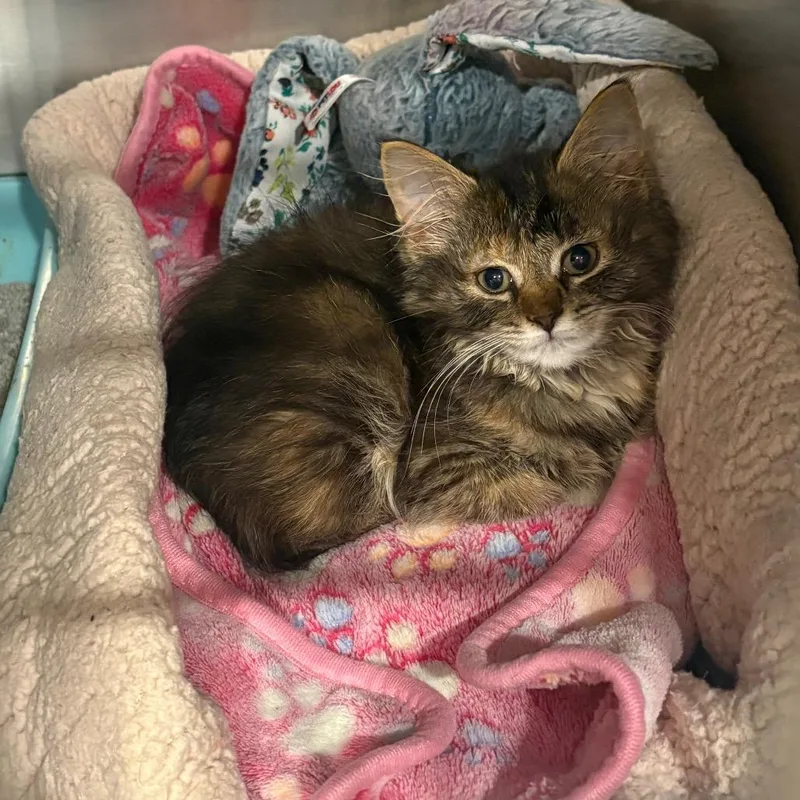 A baby small-sized female Calico Domestic Long Hair cat named Phoebe for adoption in Tipton, IN