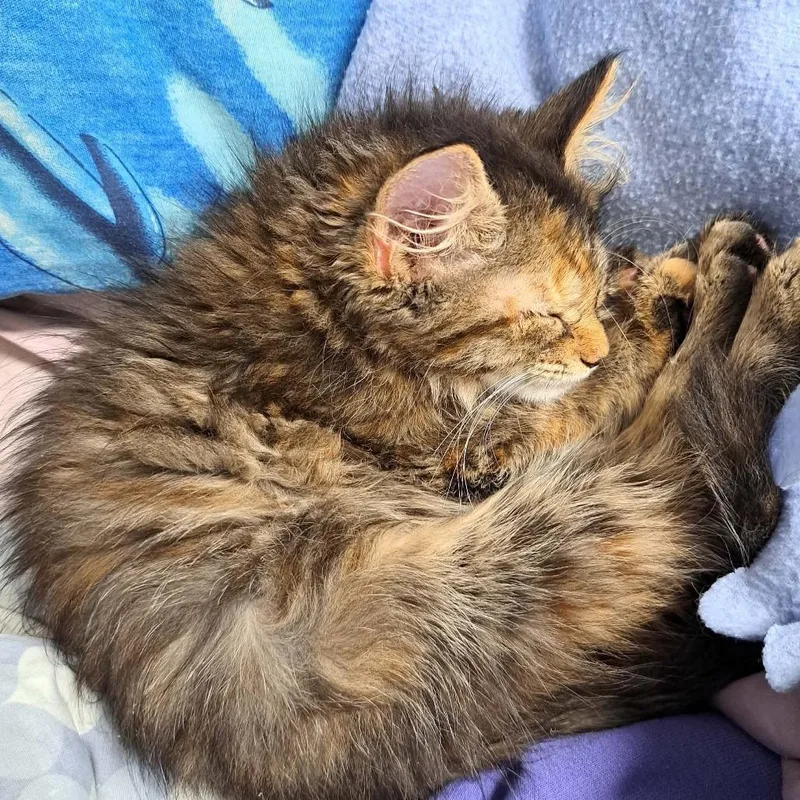 Phoebe thumbnail 3