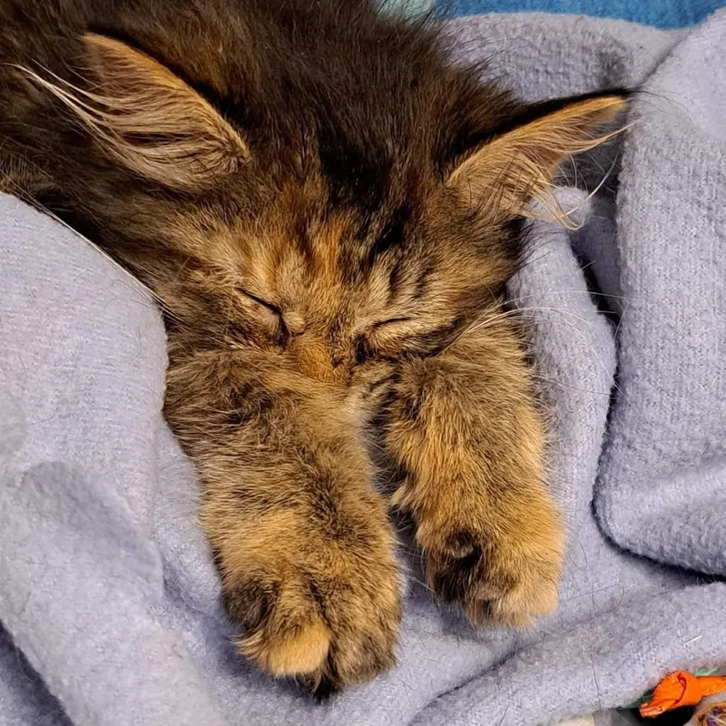 Phoebe thumbnail 6