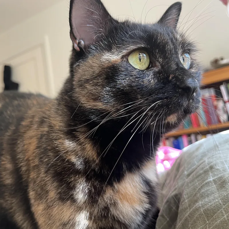 Sweetie Pie thumbnail 3