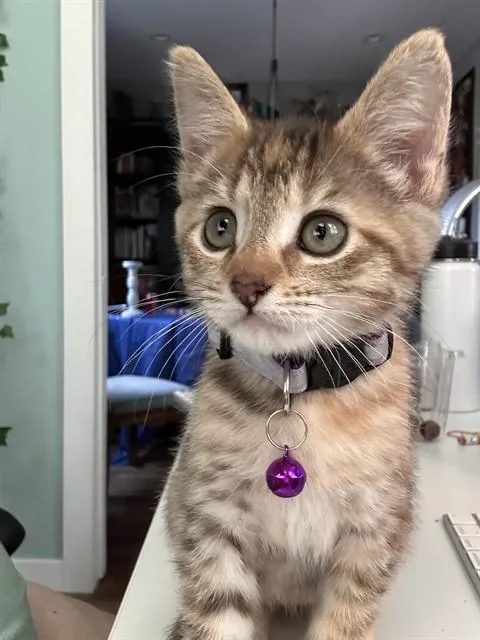Nala