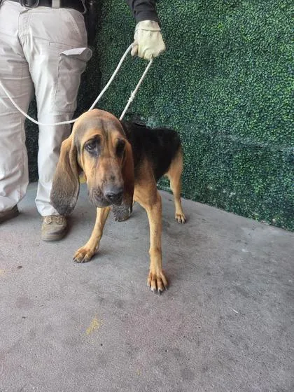 A young large-sized female Black Bloodhound dog named Brooklyn for adoption in El Paso, TX