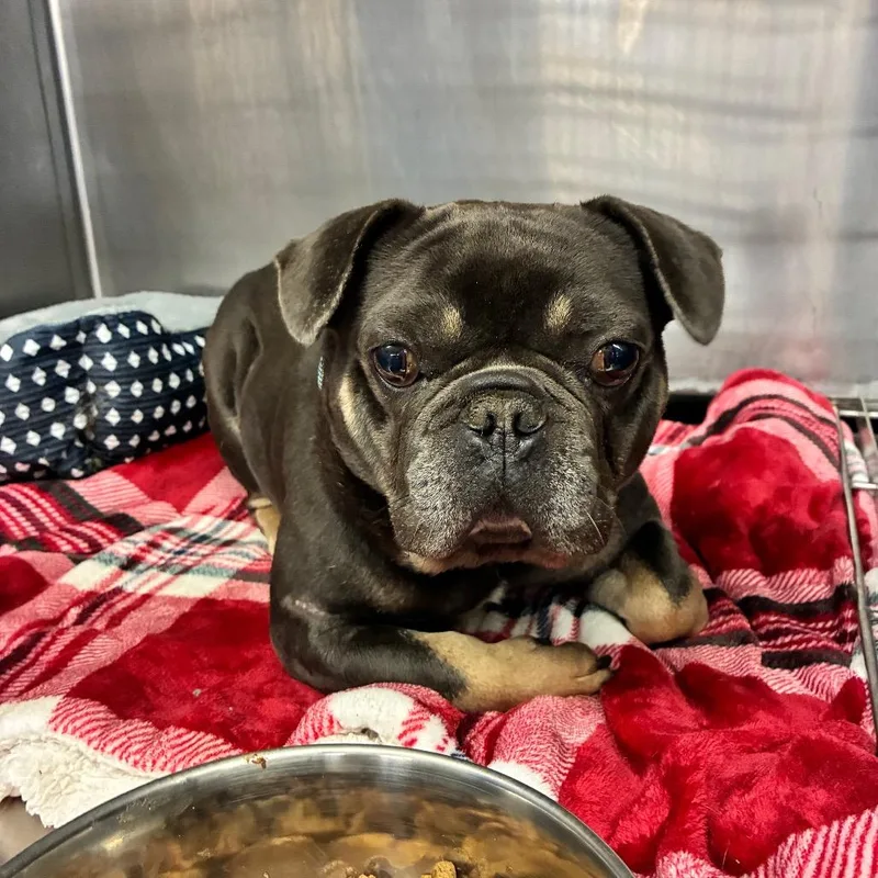 An adult medium-sized male French Bulldog dog named Quill for adoption in Marysville, OH