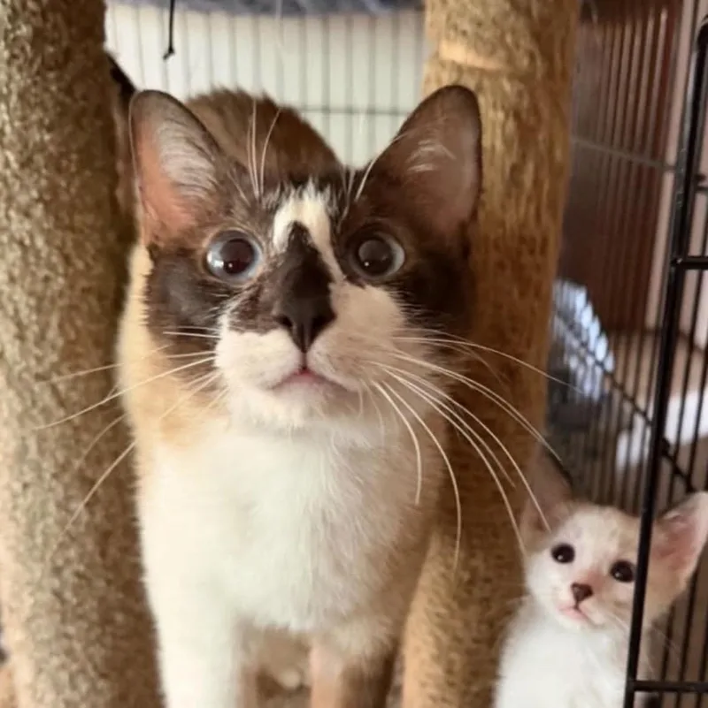An adult medium-sized female Chocolate Point Siamese cat named Jessica for adoption in Santa Rosa, CA