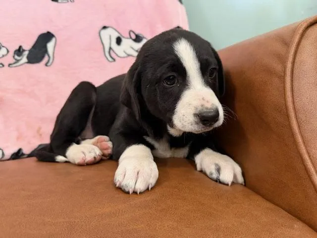 Penelope Bridgerton thumbnail 2