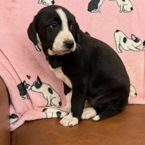 Penelope Bridgerton thumbnail 3