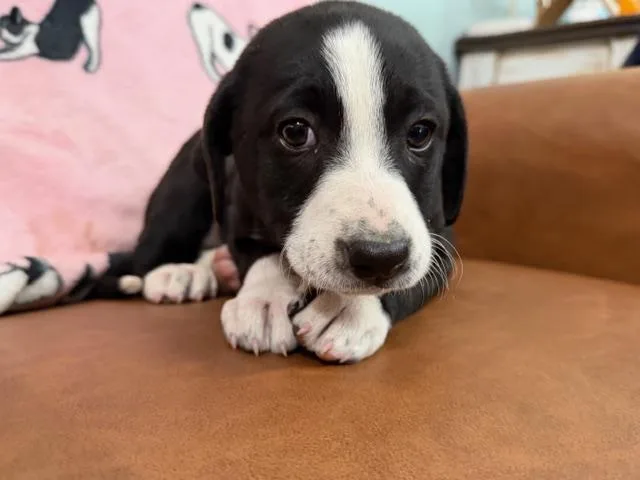 Penelope Bridgerton thumbnail 4