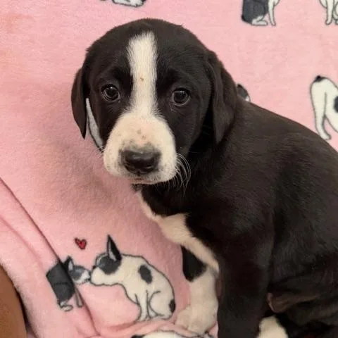 Penelope Bridgerton thumbnail 5