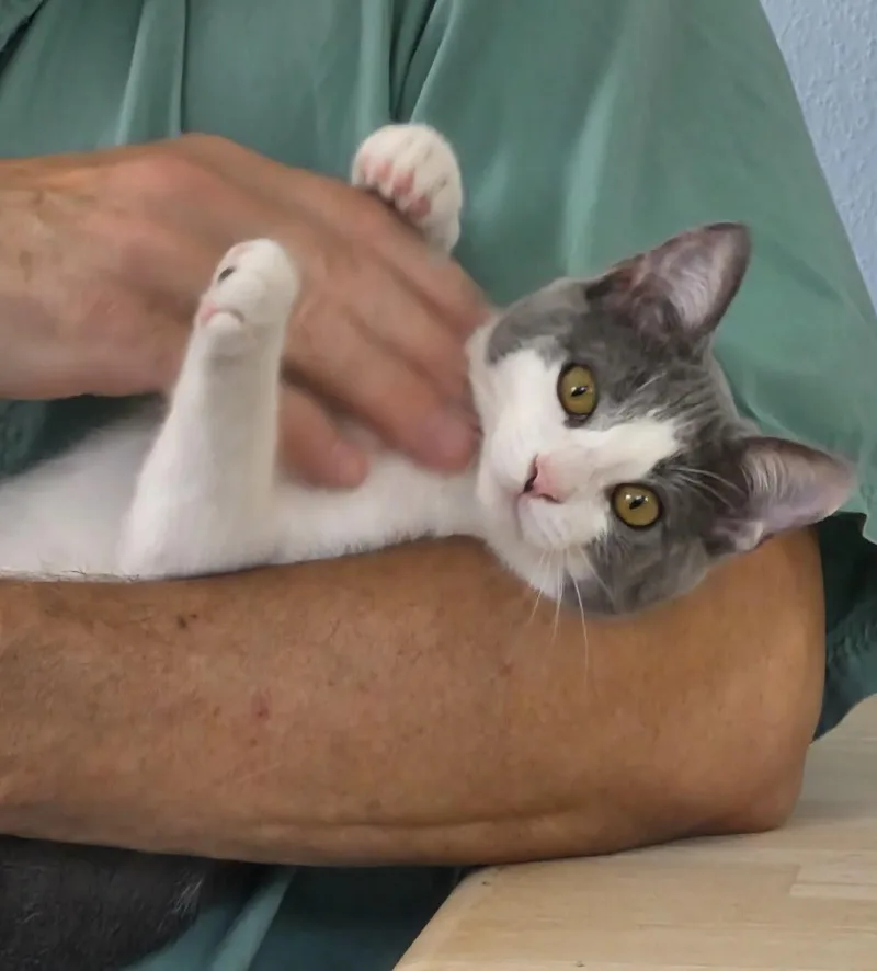 A baby medium-sized female Gray & White Domestic Short Hair cat named Button for adoption in Ladonia, TX