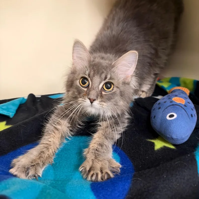 A baby medium-sized female Gray / Blue / Silver Domestic Long Hair cat named Fiona for adoption in Hinsdale, IL