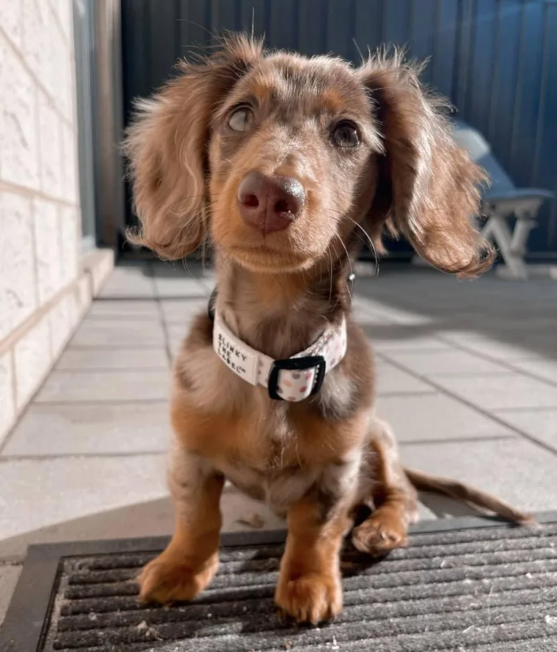 A young small-sized male Dachshund dog named Gummy Bear for adoption in Blessing, TX