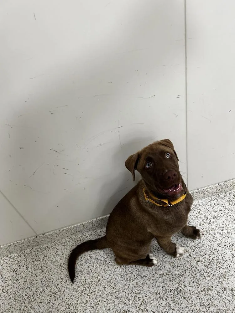 A baby medium-sized male Brown / Chocolate Mixed Breed dog named Blueberry for adoption in New York, NY