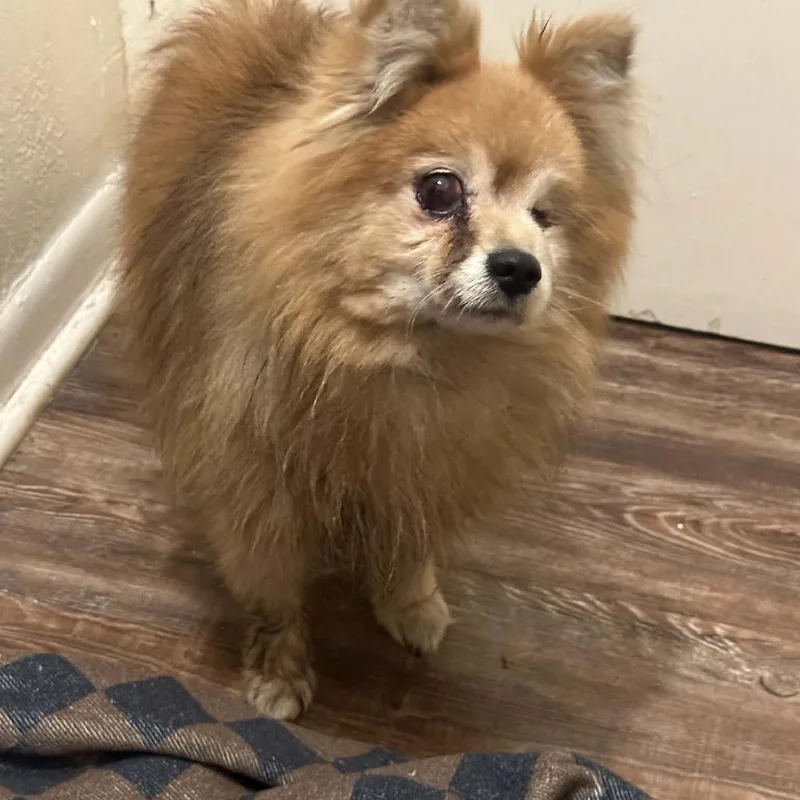 A senior small-sized male Apricot / Beige Pomeranian dog named Bartholomew for adoption in Odessa, TX
