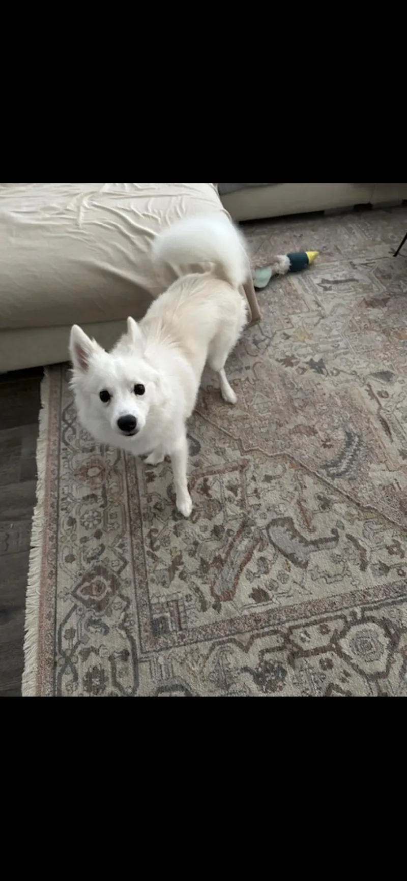 Kyal