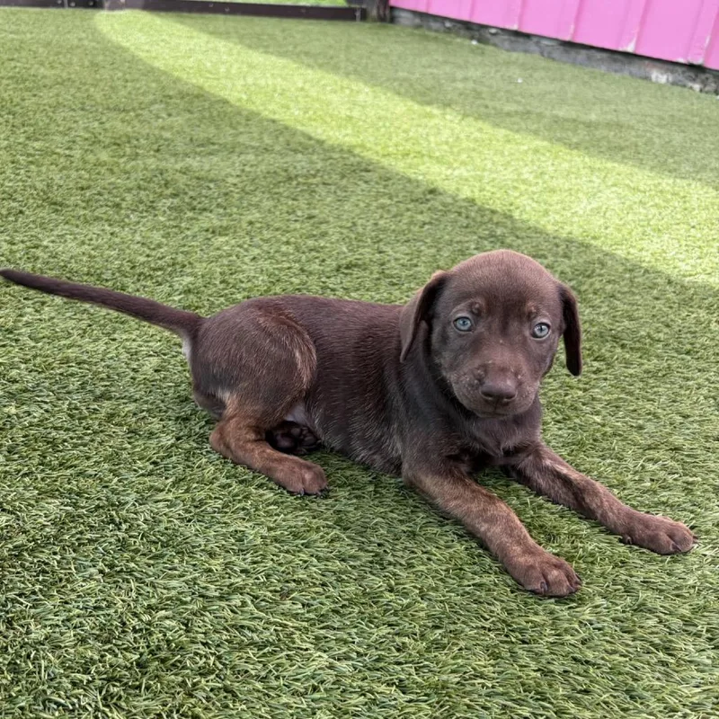 A baby small-sized female White / Cream Mixed Breed dog named Snow White for adoption in LOXAHATCHEE, FL