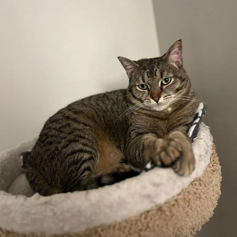 An adult large-sized female Brown / Chocolate Domestic Short Hair cat named Scallion for adoption in Evanston, IL