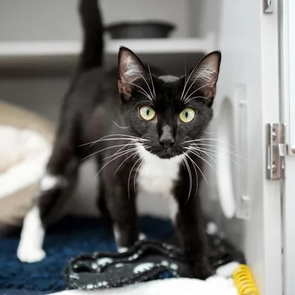 A young small-sized female Black Domestic Short Hair cat named Elvista for adoption in Atlanta, GA